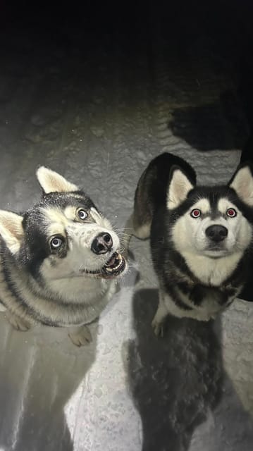 Levi: Self-Drive 5 KM Husky Sledding Experience - What the 75 Minutes Usually Includes