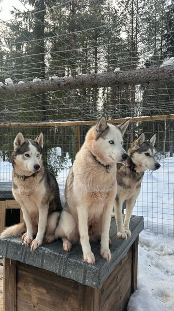 Levi: Self-Drive 5 KM Husky Sledding Experience - Gentle Hills, Curves, and Snowy Wilderness