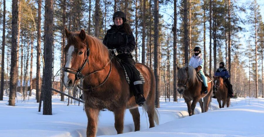 Levi: Snowy Forest Ride and Polar Lights Tours - Key points to know before you book