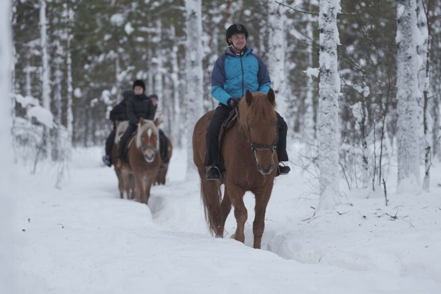 Levi: Snowy Forest Ride and Polar Lights Tours - Why a Finnhorse ride feels different in Levi