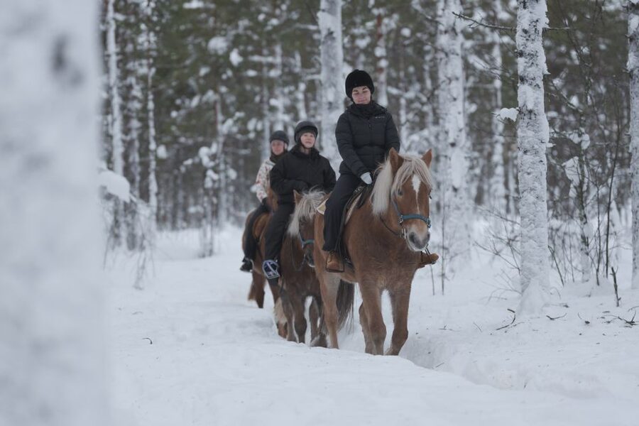 Levi: Snowy Forest Ride and Polar Lights Tours - Should you book the Levi snowy forest ride?