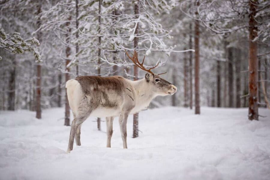 Levi: Traditional Reindeer Husbandry Experience - Heading into the Olos and Pallas fells