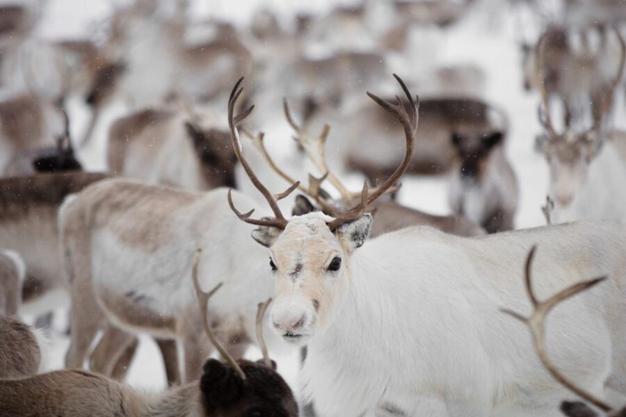 Levi: Traditional Reindeer Husbandry Experience - Meeting a local reindeer herder