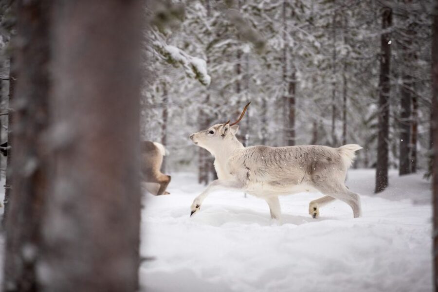 Levi: Traditional Reindeer Husbandry Experience - What the reindeer setting adds