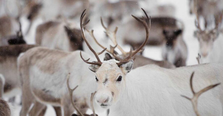 Levi: Traditional Reindeer Husbandry Experience - The open fire and a simple Finnish pause