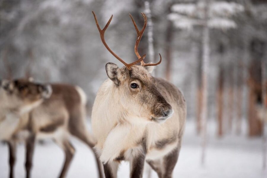 Levi: Traditional Reindeer Husbandry Experience - Should you book the reindeer husbandry experience?