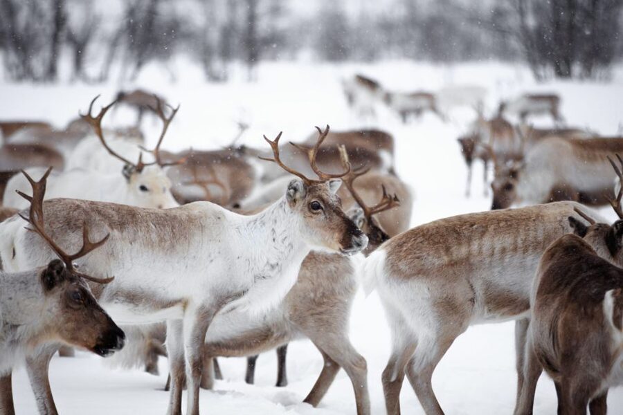 Levi: Traditional Reindeer Husbandry Experience - Riding behind the snowmobile to the herd