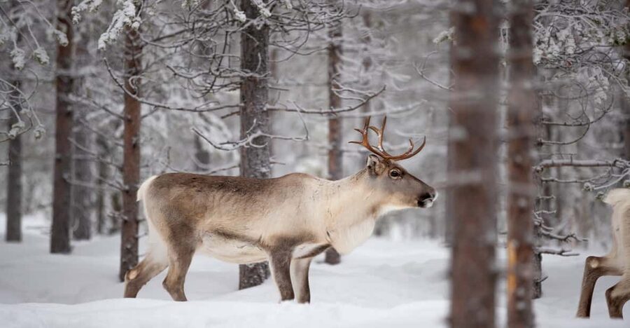 Levi: Winter Highlights Family Day - Who should book this outing?