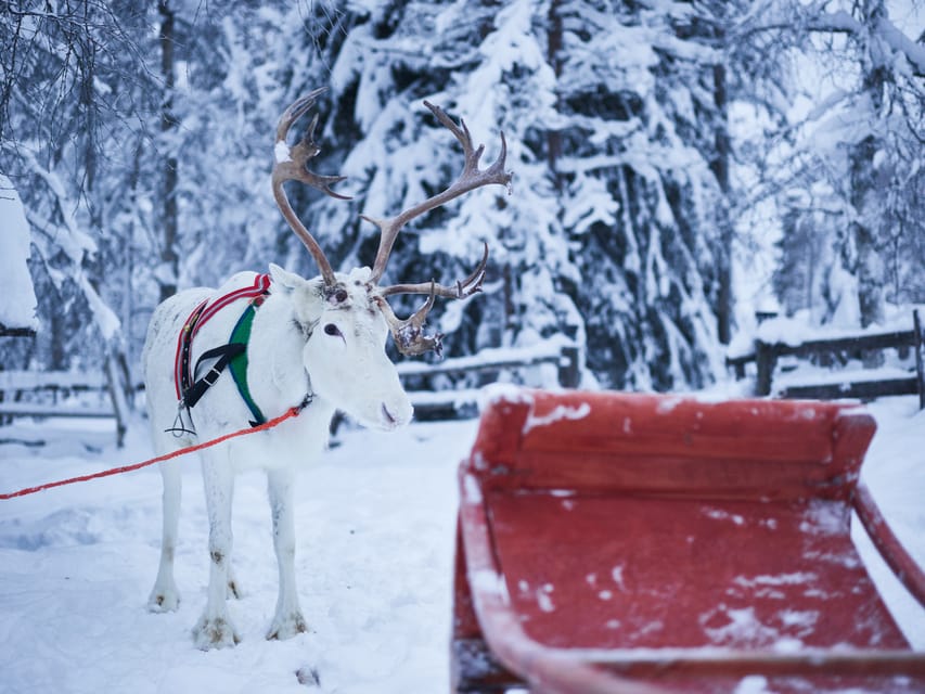 Levi: Winter Highlights Family Day - The snowy transfer from Levi