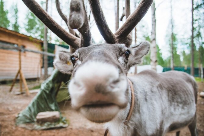 Meet Santa Claus & Santa's Reindeer Ride & Greet Huskies - What you pay for at $264.85