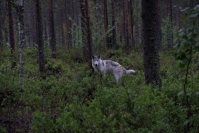 Meet Taivas & the Arctic Wolves - Private Tour - Meeting Arctic wolfdogs in rural Lapland