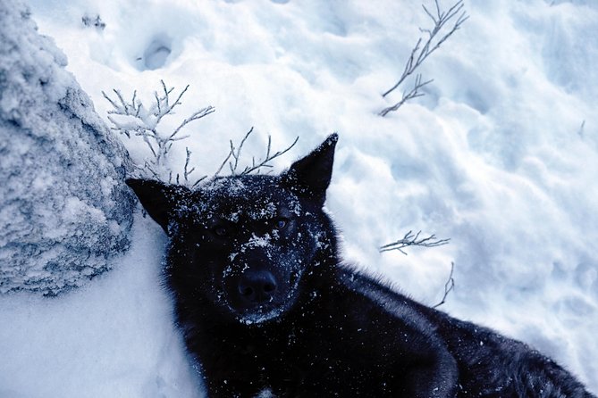 Meet Taivas & the Arctic Wolves - Private Tour - The age limit changes the family experience