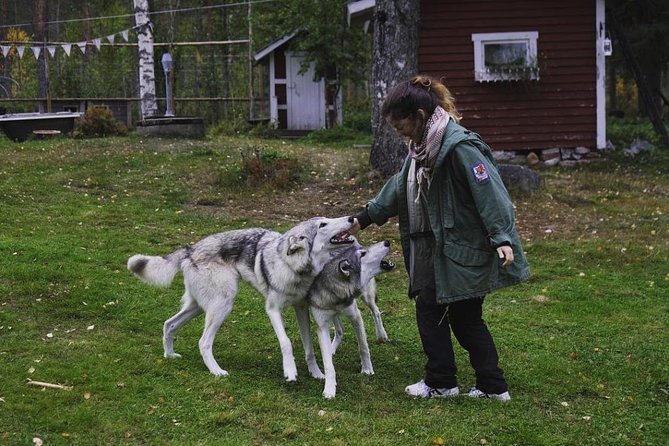 Meet Taivas & the Arctic Wolves - Private Tour - Meeting goats, chickens, and a Lapland family