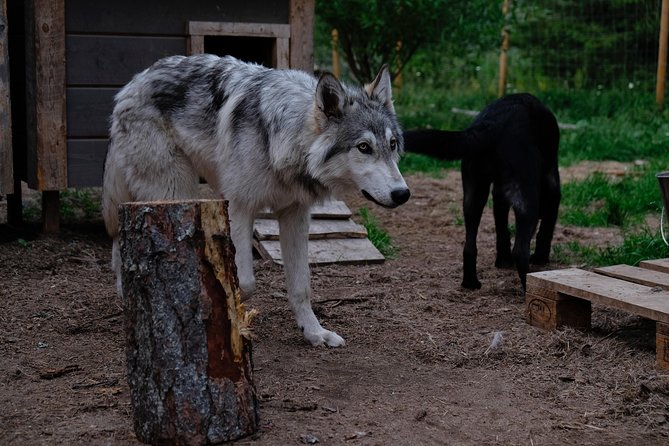 Meet Taivas & the Arctic Wolves - Private Tour - Important rules about masks and animal safety