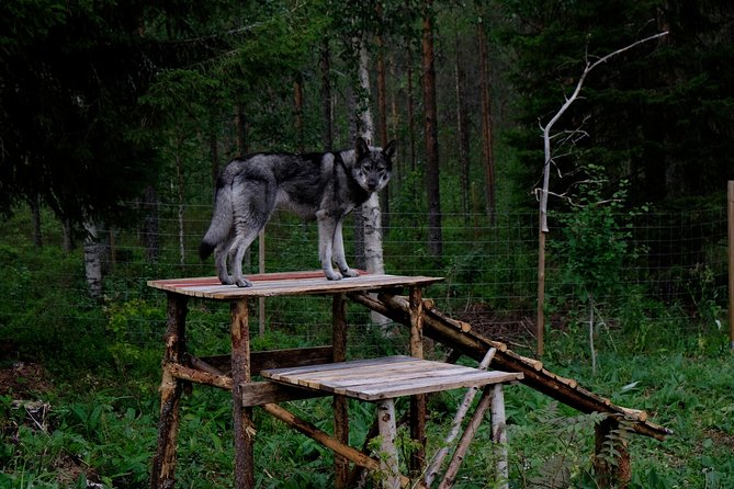 Meet Taivas & the Arctic Wolves - Private Tour - Walking from enclosure to enclosure