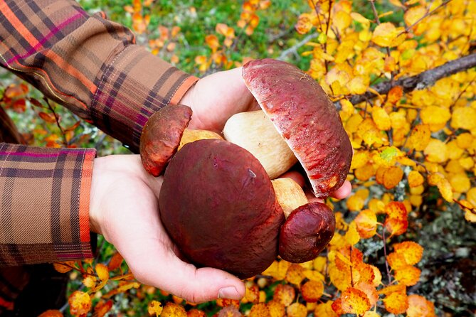 Mushroom Hunting in a National Park - Weather, clothing, and the seasonal question