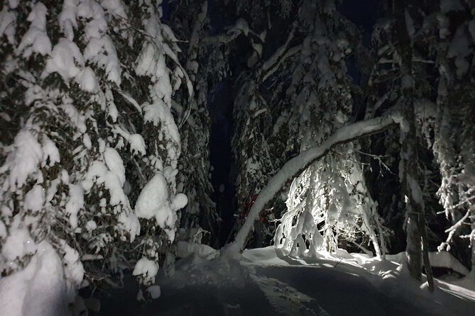 Nocturnal Skiing: Experience the Arctic's Magic - Through the snowy forest and semi-open swamp