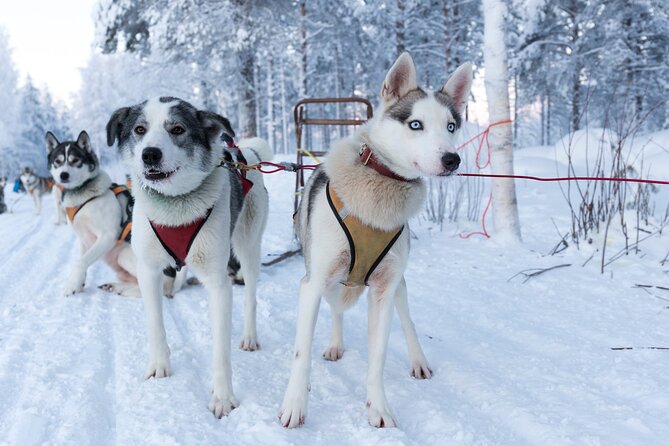 Nulkki Husky Adventure - Key points to know before booking