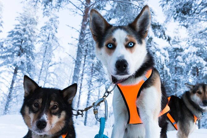 Nulkki Husky Adventure - From Rovaniemi city center to the husky farm