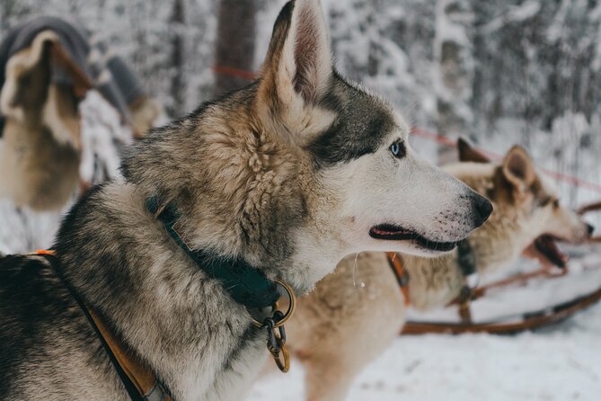 Nulkki Husky Adventure - Five kilometers through snowy Arctic country