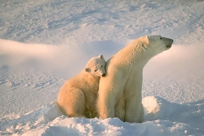 Ounasvaara and Ranua Zoo - At a glance