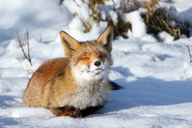 Ounasvaara and Ranua Zoo - A walk rather than a quick animal stop