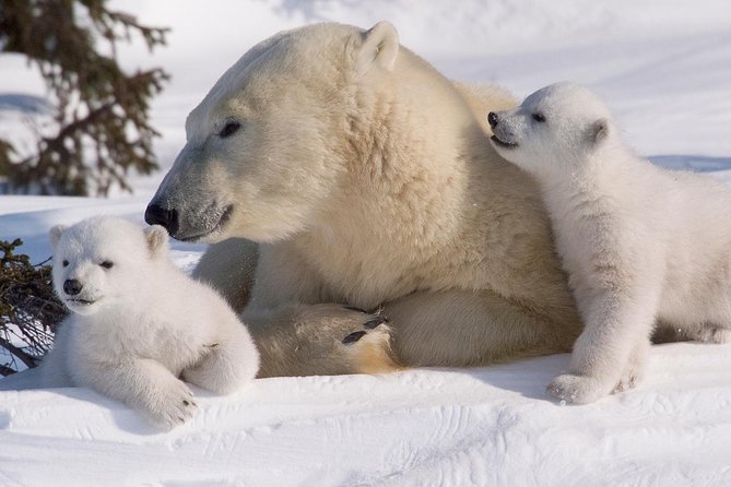 Ounasvaara and Ranua Zoo - The right season for this outing