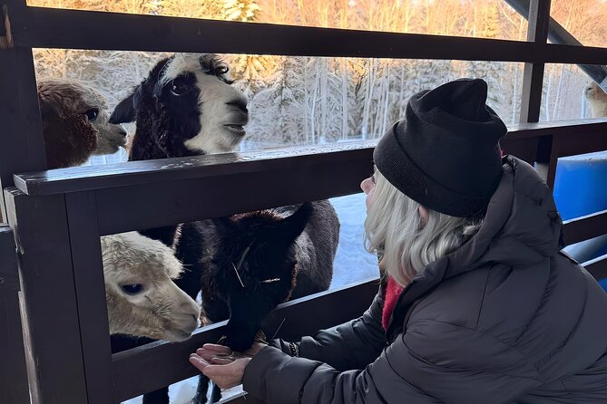 PRIVATE Alpaca Guided Forest Walk + Feeding Helsinki - Why this alpaca outing feels different