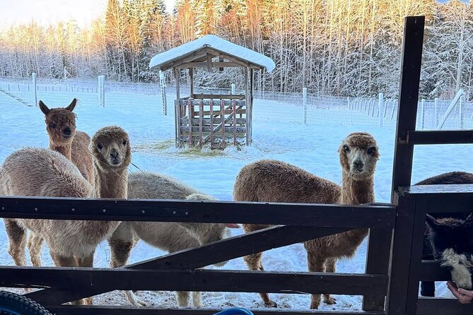 PRIVATE Alpaca Guided Forest Walk + Feeding Helsinki - Entering the enclosure and meeting the alpacas