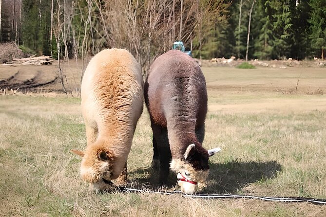 PRIVATE Alpaca Guided Forest Walk + Feeding Helsinki - Walking your own alpaca through the forest