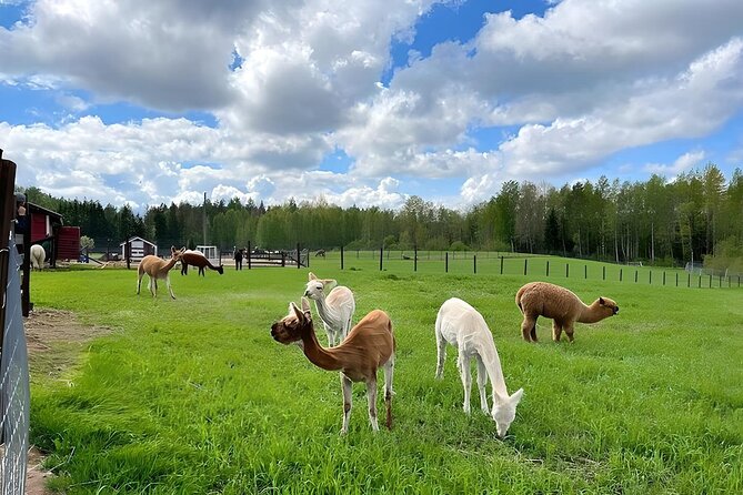 PRIVATE Alpaca Guided Forest Walk + Feeding Helsinki - Photos, personal attention, and the private format