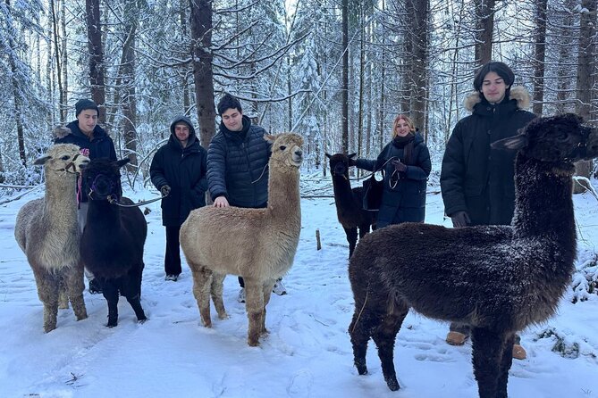 PRIVATE Alpaca Guided Forest Walk + Feeding Helsinki - Is $239.65 a fair price?