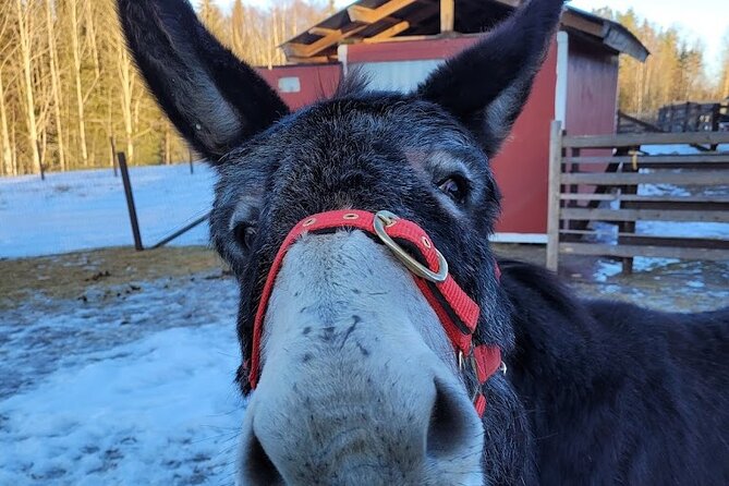 PRIVATE Alpaca Guided Forest Walk + Feeding Helsinki - Practical booking advice