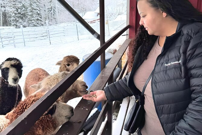 PRIVATE Alpaca Guided Forest Walk + Feeding Helsinki - From Helsinki to Klaukkala by private pickup
