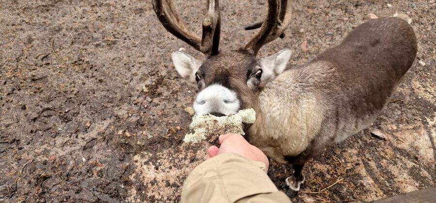 PRIVATE Reindeer Park Adventure by VIP Car - What the private format adds