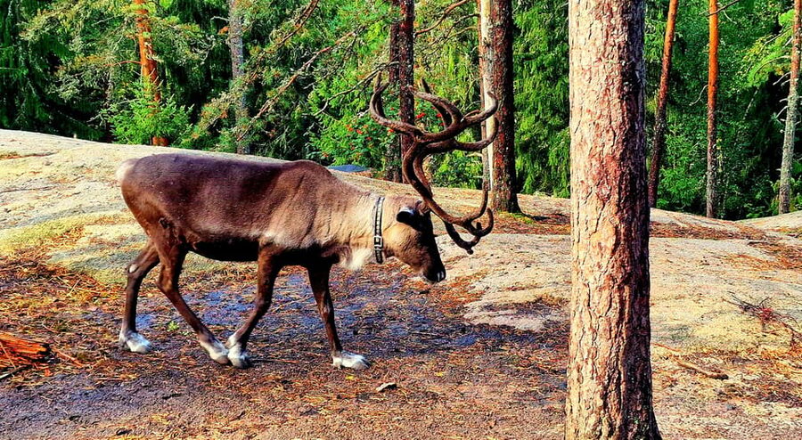 PRIVATE Reindeer Park Adventure by VIP Car - Feeding Santa’s reindeer special moss