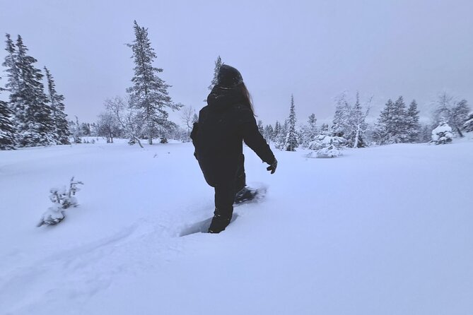 Private: Snowshoeing Safari in spectacular National Park - Leaving Levi for the Pallas fells