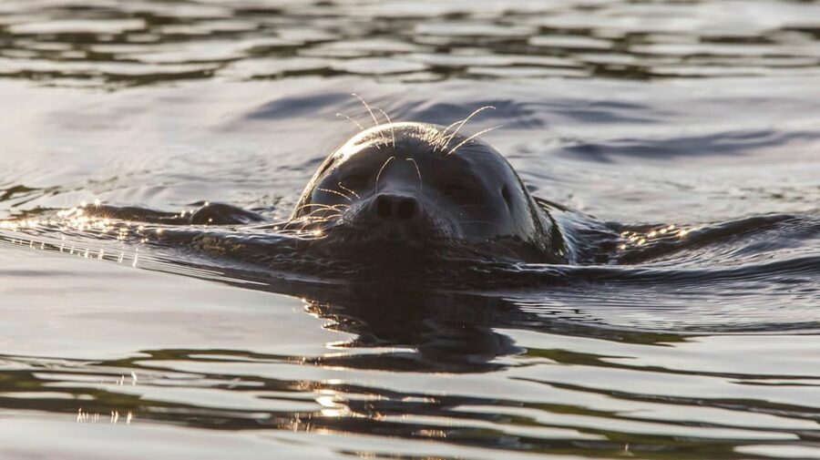 Puumala: Lake Saimaa Seal Watching Cruise - Searching the Puumala archipelago