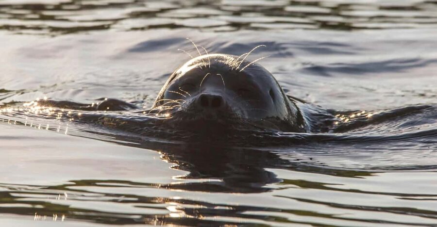 Puumala: Lake Saimaa Seal Watching Cruise - Six practical questions before you go