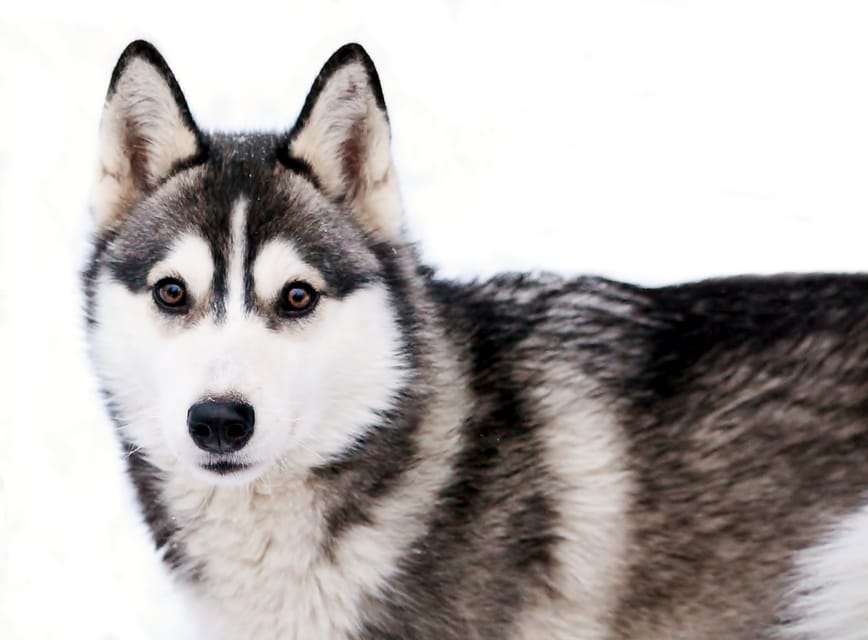 Pyhätunturi: Husky Safari including Farm Visit - Key points at a glance