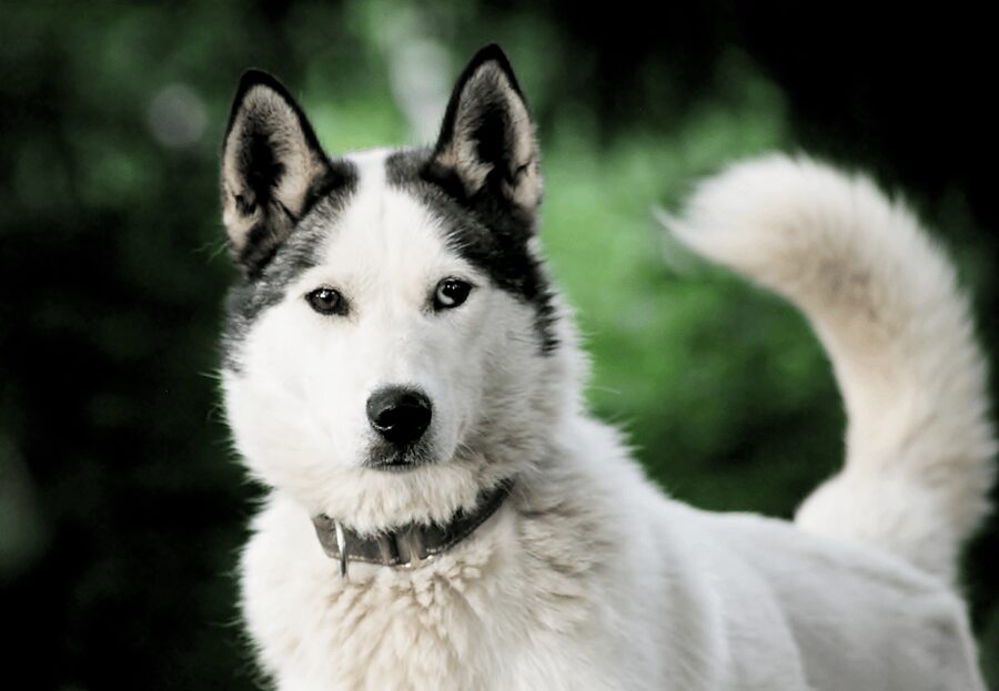 Pyhätunturi: Husky Safari including Farm Visit - Six huskies, one sled, and a short run through the snow