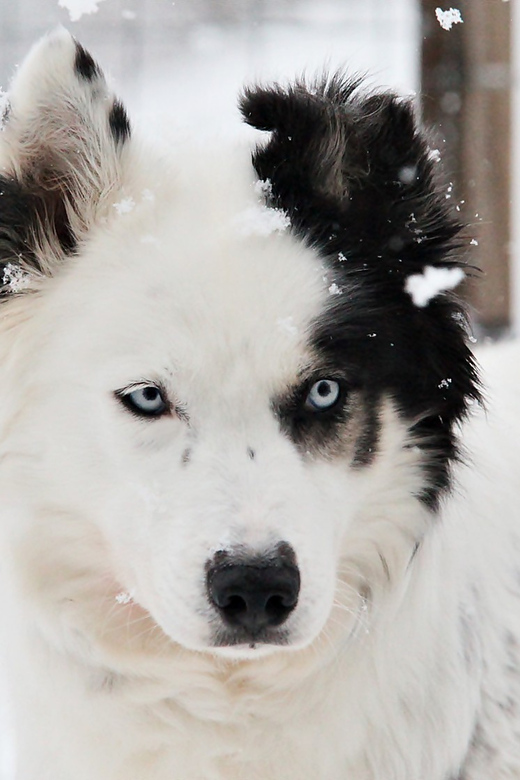 Pyhätunturi: Husky Safari including Farm Visit - What the 1.5-hour schedule feels like