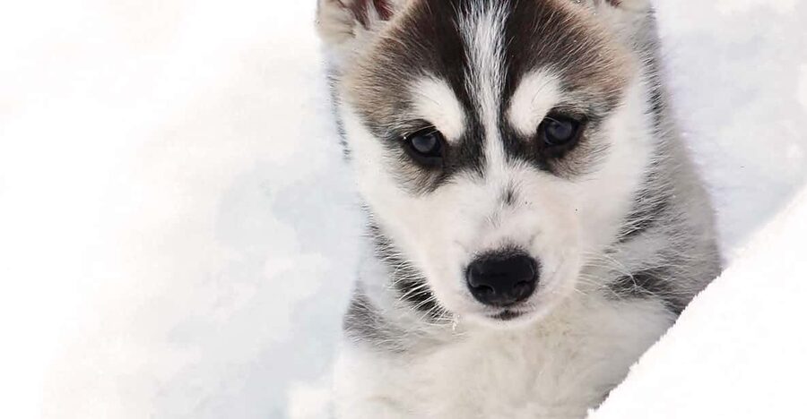 Pyhätunturi: Husky Safari including Farm Visit - What makes the sled ride special