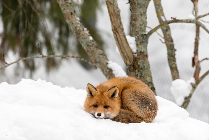 Ranua Wildlife Park Day: Visit the Arctic Animals - Polar bears, Arctic foxes, and the animals you may see