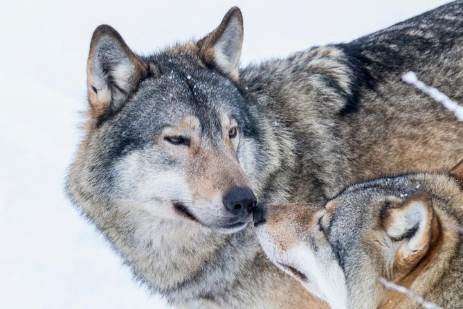 Ranua Wildlife Park Day: Visit the Arctic Animals - Why the snowy setting is part of the attraction