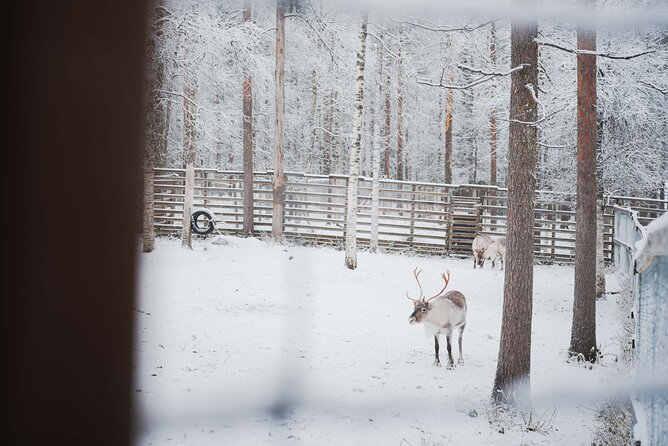 Ranua Wildlife Park Day: Visit the Arctic Animals - Who should book this wildlife day