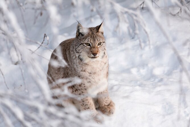 Ranua Wildlife Park Day: Visit the Arctic Animals - What the three hours at Ranua feel like