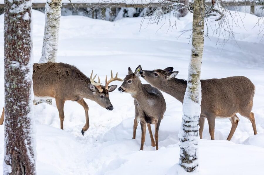 Ranua: Wildlife Park Entrance Ticket - Key points to know before you go