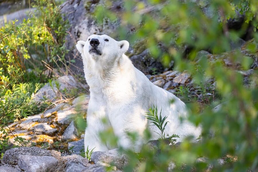 Ranua: Wildlife Park Entrance Ticket - Meeting the polar bear