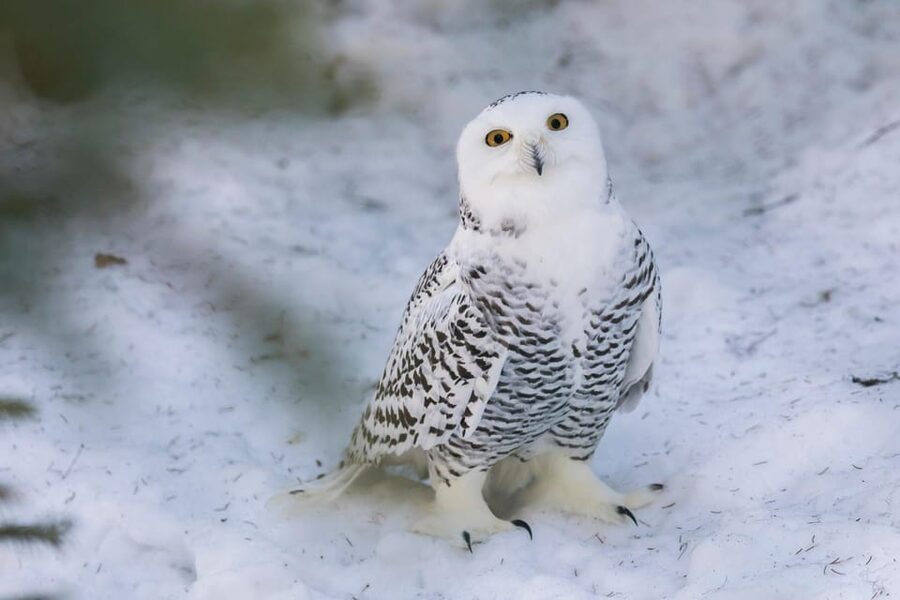 Ranua: Wildlife Park Entrance Ticket - Lynx, owls, and the other Arctic residents
